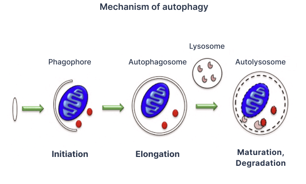 autophagy mechanism