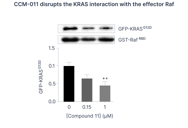 CCM-011 disrupts the KRAS interaction with the effector Raf