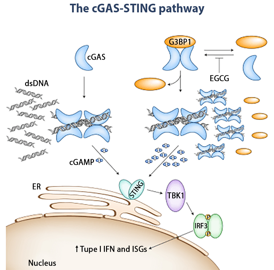 The cGAS-STING pathway