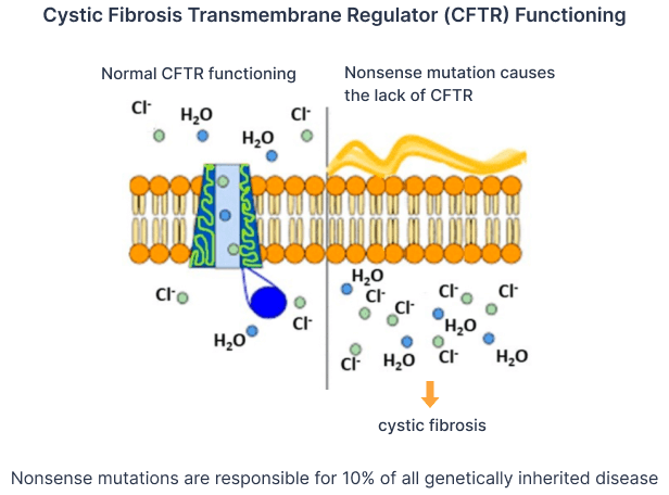 Cystic Fibrosis Transmembrane Regulator (CFTR) Functioning