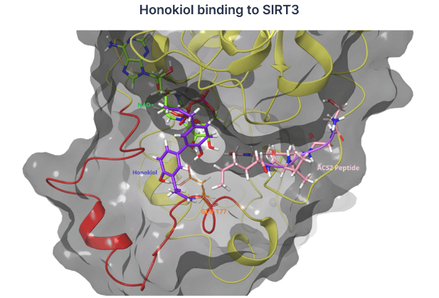 Honokiol binding to SIRT3