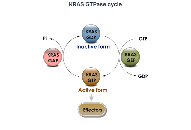 KRAS GTPase cycle