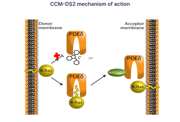 CCM-DS2 mechanism of action