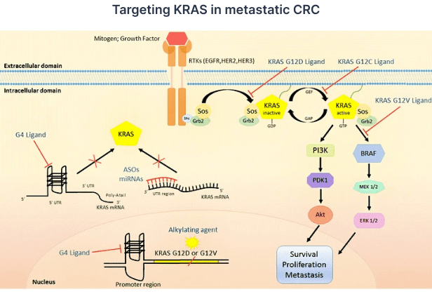 Targeting KRAS in metastatic CRC